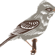 Southwestern willow flycatcher